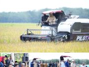 Bupati Banyuasin Panen Padi Bersama Warga Srimulyo, Sekaligus Dialog dengan Petani