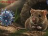 Kadinkes Tegaskan Kabupaten OKI Nihil dari Hantavirus