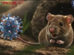 Kadinkes Tegaskan Kabupaten OKI Nihil dari Hantavirus