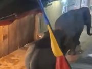 Dua Gajah Liar Masuk Pasar di OKI, Warga Panik hingga Viral di Medsos