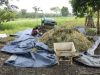 Petani Desa Modong PALI Berhasil Panen 4 Ton per Hektare dari Lahan OPLAH