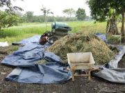 Petani Desa Modong PALI Berhasil Panen 4 Ton per Hektare dari Lahan OPLAH