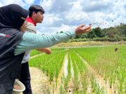 Sutarni, Petani Perempuan Talang Ubi Utara Dongkrak Hasil Panen Lewat Pertanian Organik