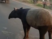 Kasus Tapir Disembelih, Pegiat: Edukasi Konservasi Penting Sejak Dini