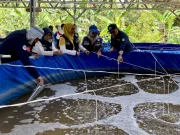 KKP Siapkan Kampung Lele Penopang Program MBG