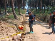 Jenazah Pria Ditemukan di Perkebunan Sawit Muba, Polisi Dalami Dugaan Tindak Pidana