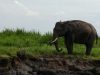 Api Mengancam Habitat Gajah, Menhut Perkuat Pemadaman