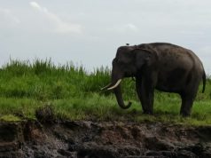 Api Mengancam Habitat Gajah, Menhut Perkuat Pemadaman