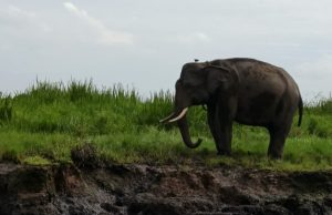 Api Mengancam Habitat Gajah, Menhut Perkuat Pemadaman