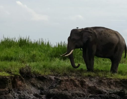 Api Mengancam Habitat Gajah, Menhut Perkuat Pemadaman